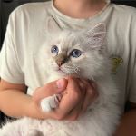 SE*Ilnestorp’s Oden