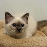 SE*Österbo's Loyal Lancelot