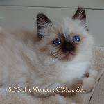 SE*Noble Wonder's O'Mara Zon