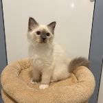 SE*Österbo's Loyal Lancelot