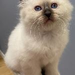 S*Linblomman's Truls