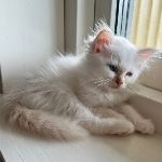 SE*Vikmyra’s Ozzy l’Ours