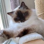 IC SE*Noble Wonder's Hazel Hotchkiss