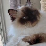 IC SE*Noble Wonder's Hazel Hotchkiss
