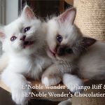 SE*Noble Wonder's D2 -och  C2-kull