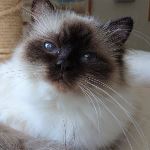 IC SE*Noble Wonder's Hazel Hotchkiss